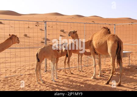 Ein Kamel mit ihren drei Kälbern in der Wüste im Oman Stockfoto