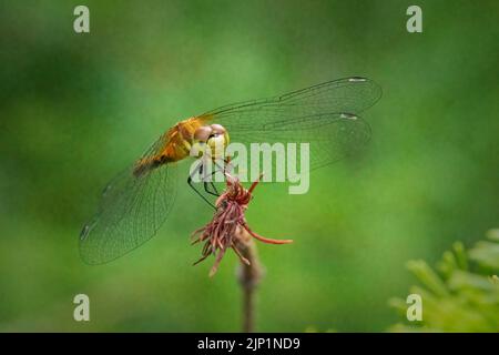 Ich genieße es, früh und spät am Tag durch die Wälder und Wiesen von Door County Wisconsin zu wandern, um Drachen und Damselfliegen zu fotografieren. Stockfoto