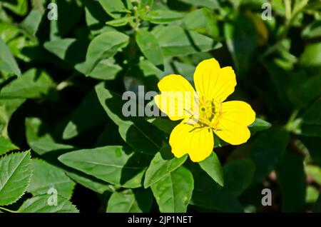 Gelbe Nachtkerze Blüte oder Oenothera speciosa blühen auf Frühlingswiese, Nahaufnahme, Bezirk Drujba, Sofia, Bulgarien Stockfoto