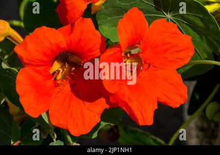 Kapuzinerkresse, indische Kresse oder Tropaolum majus im Sommergarten, Sofia, Bulgarien Stockfoto