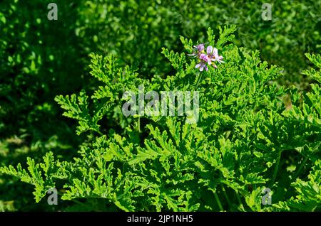 Pelargonium graveolens citronella, Geranienblüten mit Blüten und grünen Blättern, Sofia, Bulgarien Stockfoto