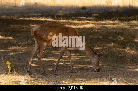 Richmond Park, London, Großbritannien. 15. August 2022. Ein Rothirn sucht unter dem getrockneten Gras nach gefallenen Eicheln. Maisnüsse sind in der Regel eine Herbsternährung, jedoch ist Grünland während der Hitzewelle in London ausgetrocknet. Ein weiterer trockener Tag in London mit ausgetrockneten Wiesen im Richmond Park. Gewitter prognostizierten für den späten Dienstag und Mittwoch in der Region den ersten möglichen Niederschlag seit über 2 Monaten. Quelle: Malcolm Park/Alamy Live News Stockfoto