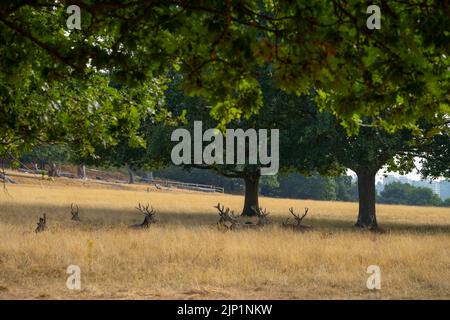 Richmond Park, London, Großbritannien. 15. August 2022. Ein weiterer trockener Tag in London mit ausgetrockneten Wiesen im Richmond Park. Gewitterprognosen für den späten Dienstag und Mittwoch in der Region. Quelle: Malcolm Park/Alamy Live News Stockfoto