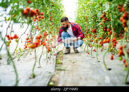 Geschäft mit organischen Treibhausgasen. Der Bauer pflückt und untersucht frische und reife Kirschtomaten in seinem Gewächshaus. Stockfoto