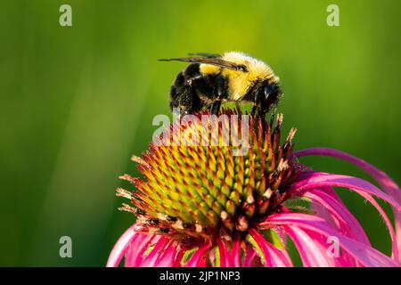 Ich genieße es, früh und spät am Tag durch die Wälder und Wiesen von Door County Wisconsin zu wandern und Hummeln und Honigbienen zu fotografieren. Stockfoto