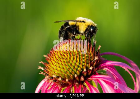 Ich genieße es, früh und spät am Tag durch die Wälder und Wiesen von Door County Wisconsin zu wandern und Hummeln und Honigbienen zu fotografieren. Stockfoto