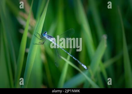 Ich genieße es, früh und spät am Tag durch die Wälder und Wiesen von Door County Wisconsin zu wandern, um Drachen und Damselfliegen zu fotografieren. Stockfoto