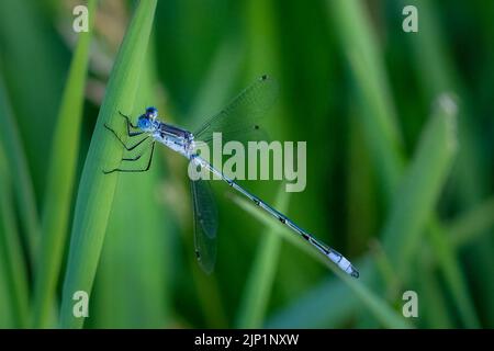 Ich genieße es, früh und spät am Tag durch die Wälder und Wiesen von Door County Wisconsin zu wandern, um Drachen und Damselfliegen zu fotografieren. Stockfoto