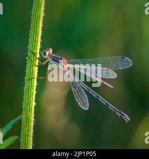 Ich genieße es, früh und spät am Tag durch die Wälder und Wiesen von Door County Wisconsin zu wandern, um Drachen und Damselfliegen zu fotografieren. Stockfoto