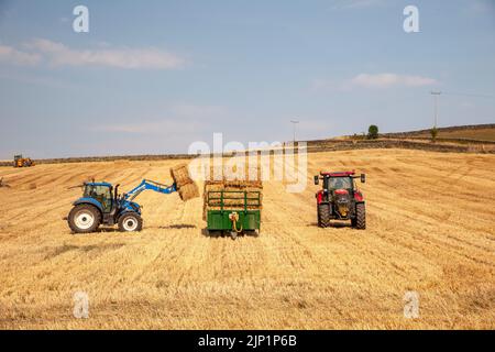 Während der Dürre 2022 beladen Traktoren einen Anhänger mit hey auf einem Feld in der Nähe von Langestt, South Yorkshire Stockfoto