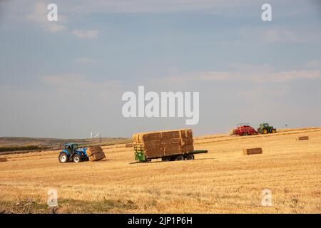 Traktor beladen einen Anhänger mit hey auf einem Feld in der Nähe von Langestt, South Yorkshire während der Dürre 2022 Stockfoto