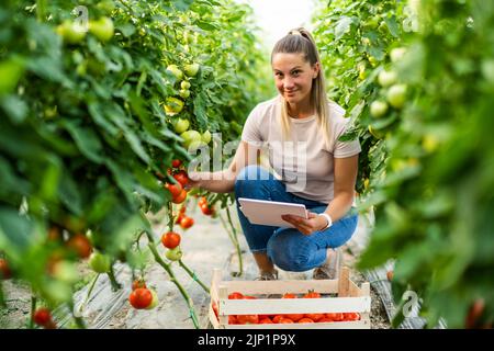 Geschäft mit organischen Treibhausgasen. Die Farmerin pflückt frische und reife Tomaten in ihrem Gewächshaus. Stockfoto