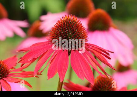 Nahaufnahme einer rosa Echinacea purpurea in einem Blumenbeet, Seitenansicht Stockfoto