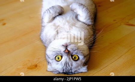 Flauschig grau schöne Erwachsene Katze Rasse schottisch sehr nah Porträt isoliert. Auf dem Holzboden liegend Stockfoto