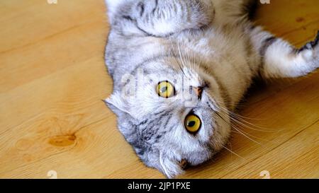 Flauschig grau schöne Erwachsene Katze Rasse schottisch sehr nah Porträt isoliert. Auf dem Holzboden liegend Stockfoto