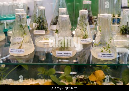 Klonal vermehrte Pflanzen medizinisch, würzig-aromatisch angebaut, um wertvolle sekundäre Metaboliten zu erhalten Stockfoto