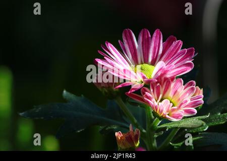 Nahaufnahme von sonnenbeschienenen rosa-weißen Chrysanthemenblumen vor dunklem Hintergrund, Seitenansicht, Kopierbereich Stockfoto