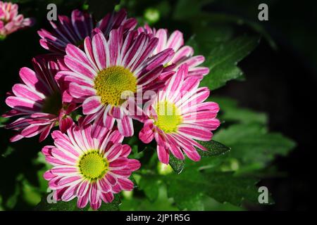 Nahaufnahme von wunderschönen rosa weißen Chrysanthemen-Blüten vor einem dunklen, verschwommenen Hintergrund, Ansicht von oben, Kopierbereich, selektiver Fokus Stockfoto