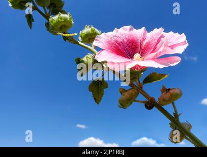 Alcea rosea, die gemeinsame Malve, Zierpflanze in der Familie Malvaceae Stockfoto