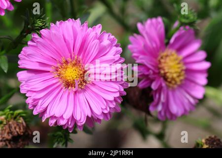 Nahaufnahme von wunderschönen violetten Astern mit selektivem Fokus Stockfoto