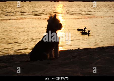 Yorkshire Terrier Welpenhund sitzt am Flussufer und schaut Wildenten im Sonnenuntergang an. Stockfoto