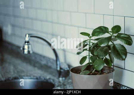 Topfpflanze. Pflanze, die im Topf wächst. Stockfoto