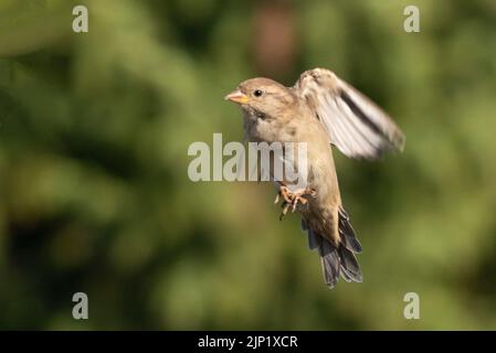 House Sparrow, in Flight, Sommer 2022, Bedfordshire, Großbritannien Stockfoto
