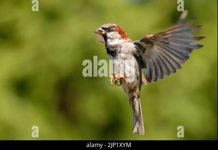 House Sparrow, in Flight, Sommer 2022, Bedfordshire, Großbritannien Stockfoto