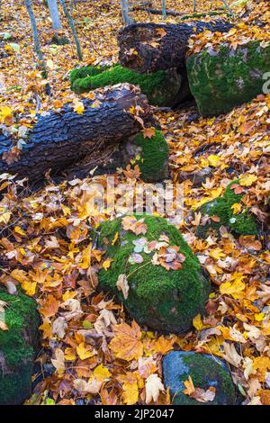 Moos bedeckte Felsbrocken und herbstliche Blätter Stockfoto