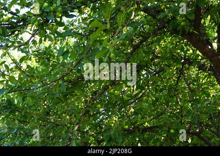 Grüne kleine Bio-Äpfel auf Ast von Apfelbaum im Sommer Stockfoto