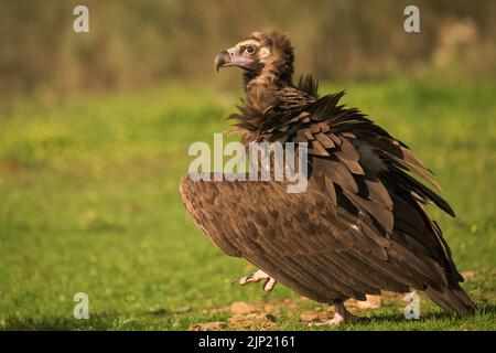 Geier, Gänsegeier, gyps fulvus, Geier, Gänsegeier Stockfoto