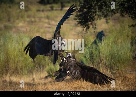 Kampf, Duell, Gänsegeier, grips fulvus, Kampf, Duelle, Gänsegeier Stockfoto