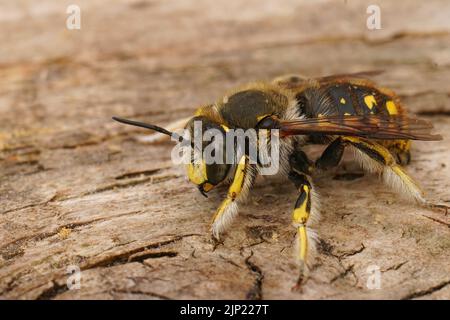 Detailreiche Nahaufnahme einer bunten männlichen gelben europäischen Holzschnitzelbiene, Anthidium manicatum Stockfoto