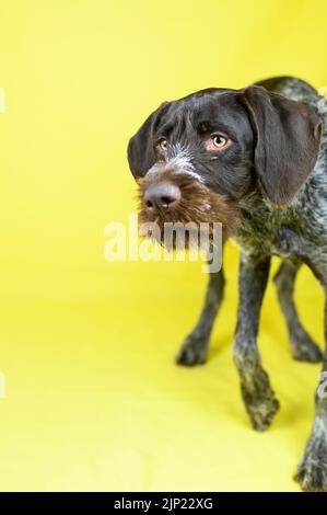 deutscher Kurzhaarzeiger, deutsche Kurzhaarzeiger Stockfoto