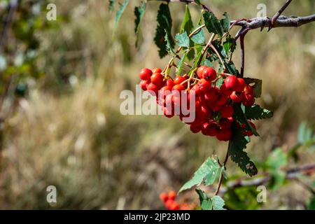 Im Sommer hängen die roten Beeren auf dem Ast des Baumes Stockfoto