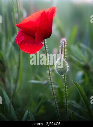 Isolierter roter Mohn auf einem Feld Stockfoto