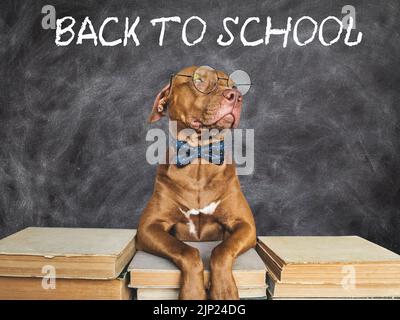 Zurück zur Schule. Liebenswerte, entzückende Welpen- und Vintage-Bücher. Nahaufnahme, isolierter Hintergrund. Aufnahme im Studio, Tageslicht. Konzept der Pflege, Bildung, gehorsam Stockfoto