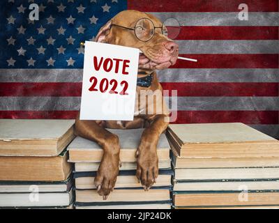 Wahlen In Den Vereinigten Staaten. Liebenswerter, hübscher Hund mit amerikanischer Flagge. Nahaufnahme, innen. Studio-Foto. Haustierpflegekonzept. Schöne Einladungskarte für Stockfoto