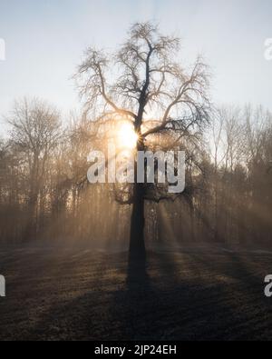 Die Sonne beleuchtet einen Baum an einem frühen Januarmorgen im Winter Stockfoto