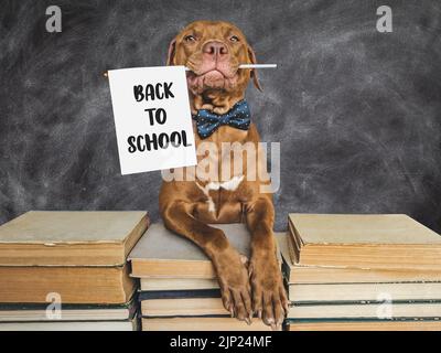 Zurück zur Schule. Liebenswerte, entzückende Welpen- und Vintage-Bücher. Nahaufnahme, isolierter Hintergrund. Aufnahme im Studio, Tageslicht. Konzept der Pflege, Bildung, gehorsam Stockfoto