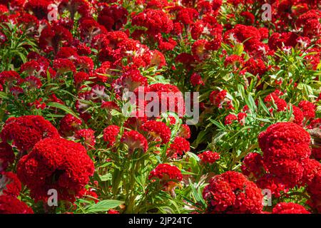 Schöne rote Celosia cristata blüht in einem Garten, auch bekannt als Cockscomb Stockfoto