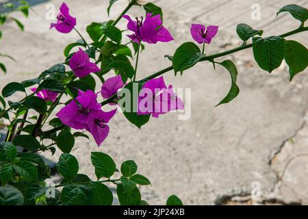 Rosa, violette Bougainvillea-Blüten und Bougainvillea-Pflanzenbaum an sonnigen Tagen Stockfoto