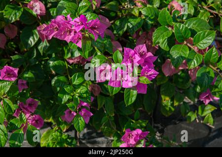 Rosa, violette Bougainvillea-Blüten und Bougainvillea-Pflanzenbaum an sonnigen Tagen Stockfoto