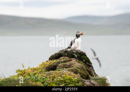 Ein wunderschöner, farbenfroher Papageientaucher, der auf einer grünen Moosklippe steht, mit Bergen und dem Ozean im Hintergrund und verschwommener Möwe Stockfoto