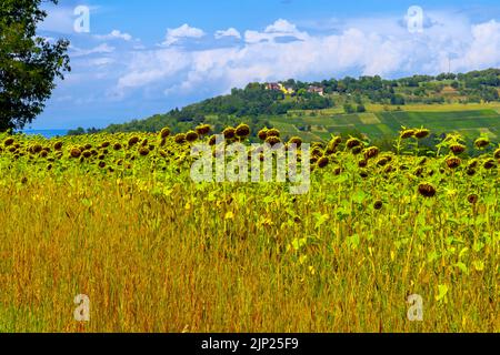 Panoramablick über Sonnenblumenfeld und Wohngebiet Riehen, Kanton Basel, Schweiz. Stockfoto