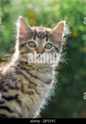 Niedliches, gestromtes Katzenkätzchen, 9 Wochen alt, posiert in einem Garten gegen das Licht und sieht neugierig aus Stockfoto