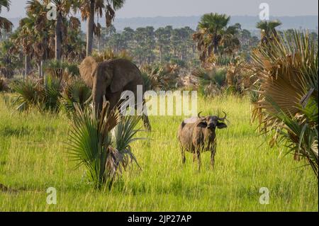 Portrait eines afrikanischen Büffels in Savanne, Murchinson Falls National Park (Uganda), sonniger Morgen im Mai Stockfoto
