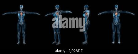 3D Rendering-Set von menschlichen weiblichen Körper Herz Röntgen isoliert auf schwarzem Hintergrund. Stockfoto