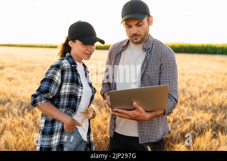 Einige Bauern untersuchen den Getreidebereich und senden Daten vom digitalen Tablet und Laptop in die Cloud. Intelligente Landwirtschaft Stockfoto