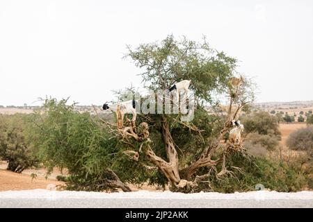 Die Ziegen auf einem trockenen Baum in Marrakesch, Marokko Stockfoto